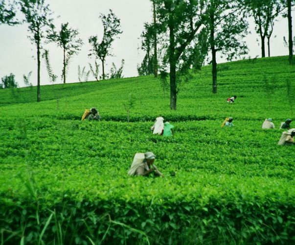 Nuwara Eliya