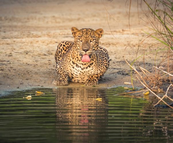 Wilpattu National Park