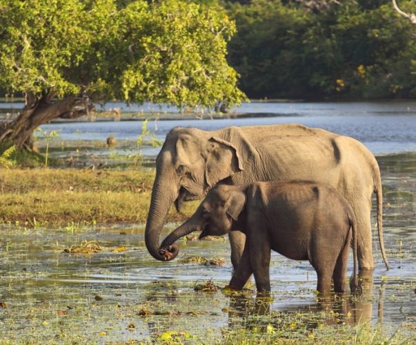 Gal Oya National Park