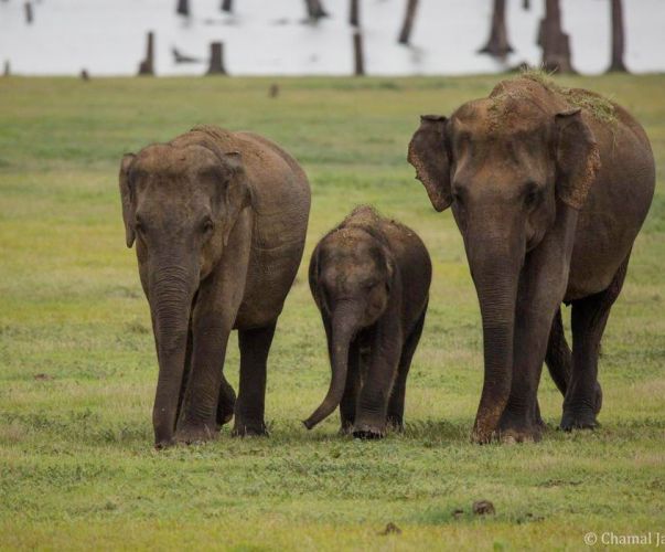 Minneriya National Park