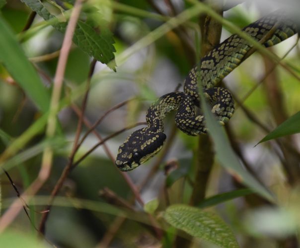 Sinharaja Rain Forest