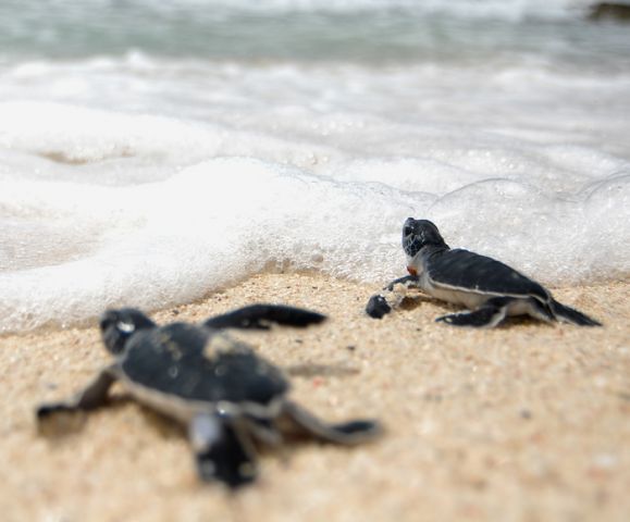 Turtle Watching in Sri Lanka