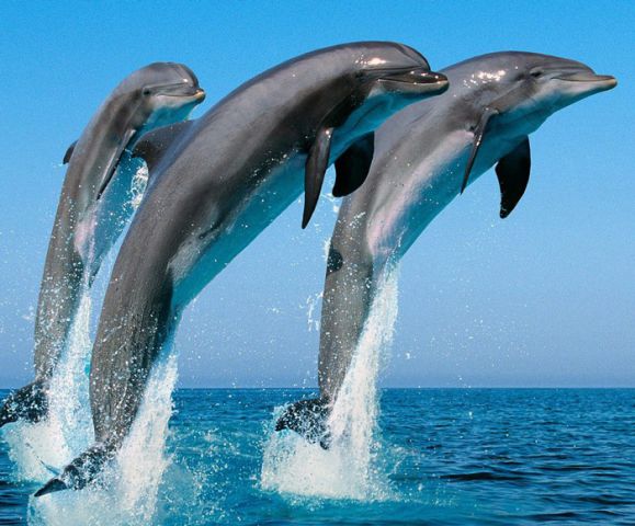 Dolphin & Whale Watching in Sri Lanka