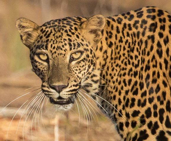 Wilpattu National Park