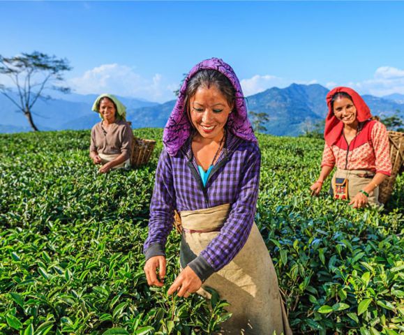 Tea Factory Visit in Sri Lanka