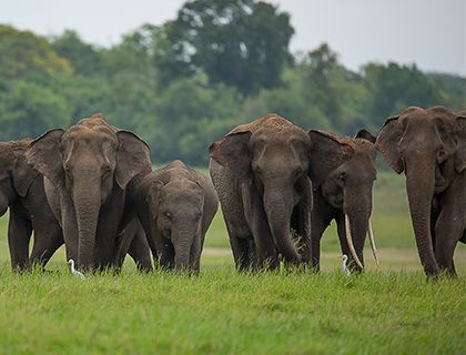 Wildlife Highlights of Sri Lanka 