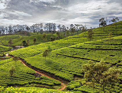 Taste of Sri Lanka